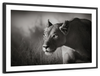 Stalking Lioness Wall Art