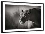 Stalking Lioness Wall Art