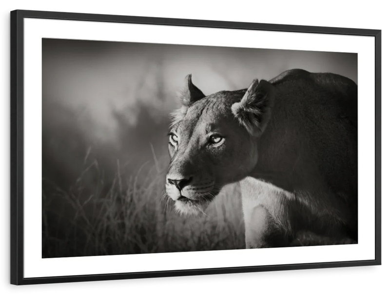 Stalking Lioness Wall Art