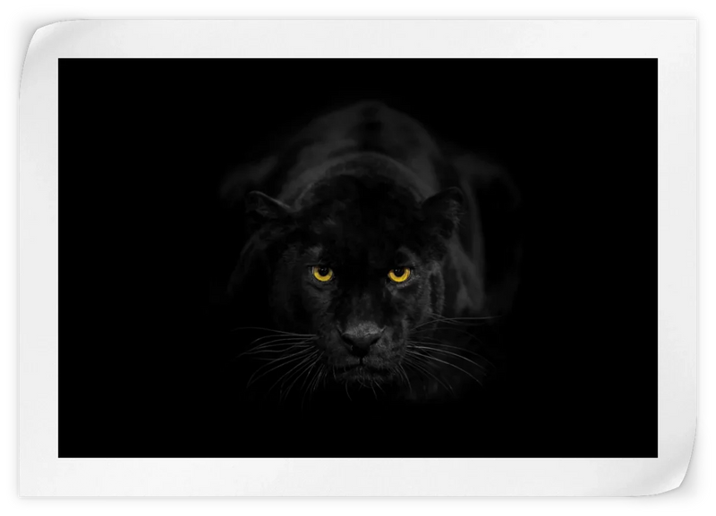 Rare Black Panther Wall Art