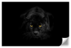Rare Black Panther Wall Art
