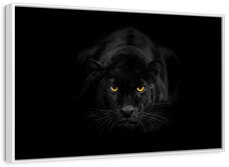Rare Black Panther Wall Art