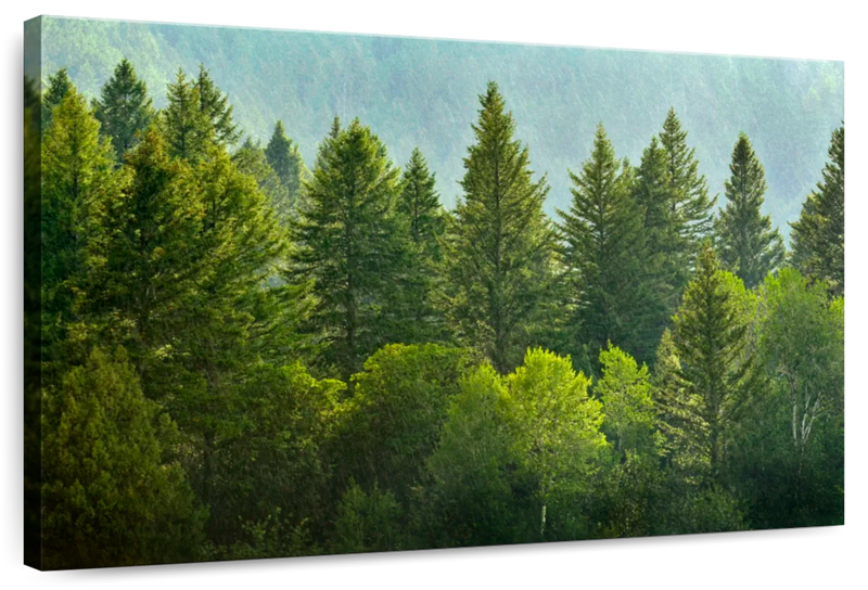 Lush Green Pine Trees Wall Art