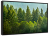 Lush Green Pine Trees Wall Art