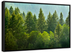 Lush Green Pine Trees Wall Art