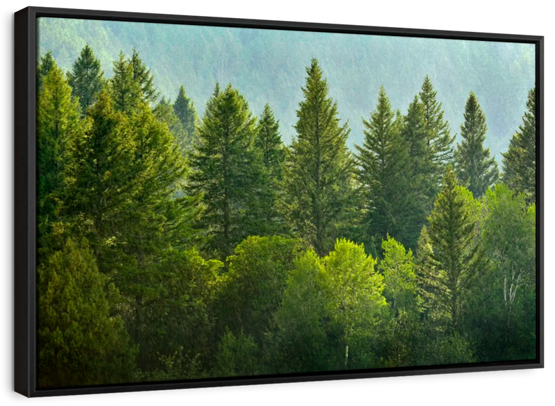 Lush Green Pine Trees Wall Art