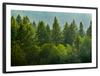 Lush Green Pine Trees Wall Art