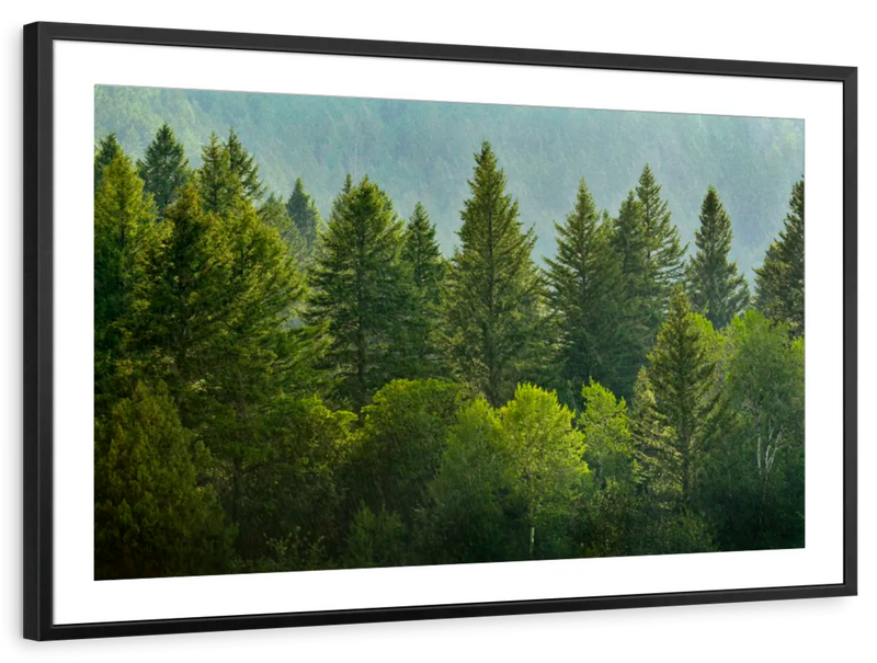 Lush Green Pine Trees Wall Art