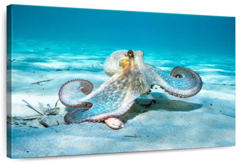 Roaming Octopus Wall Art