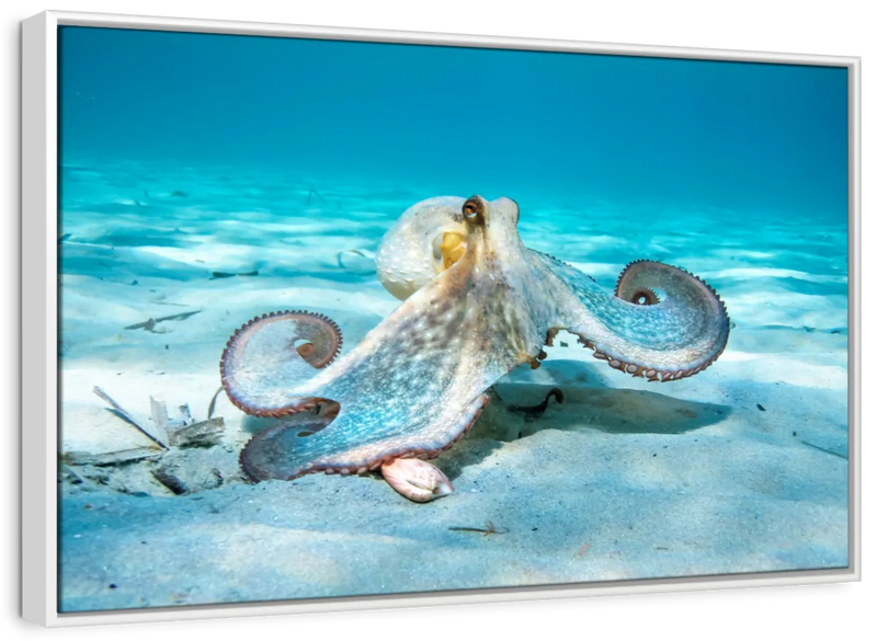 Roaming Octopus Wall Art