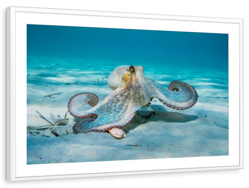 Roaming Octopus Wall Art