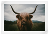 Open Field Highland Cow Wall Art