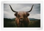 Open Field Highland Cow Wall Art