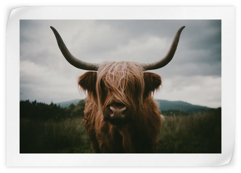 Open Field Highland Cow Wall Art
