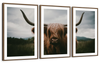 Open Field Highland Cow Wall Art
