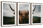 Open Field Highland Cow Wall Art
