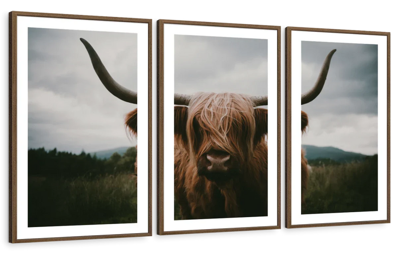 Open Field Highland Cow Wall Art