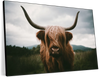 Open Field Highland Cow Wall Art