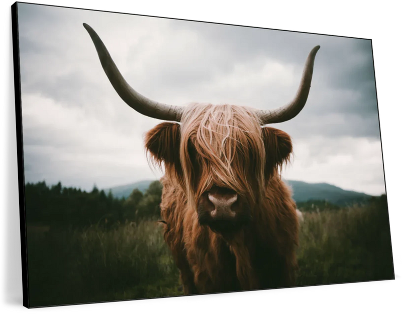 Open Field Highland Cow Wall Art