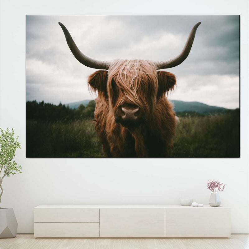 Open Field Highland Cow Wall Art
