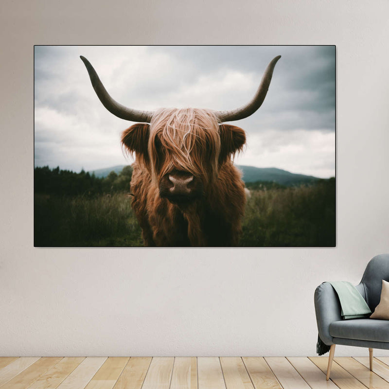 Open Field Highland Cow Wall Art