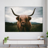 Open Field Highland Cow Wall Art