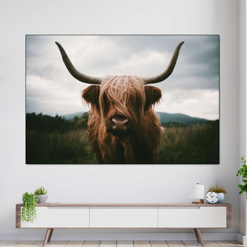Open Field Highland Cow Wall Art