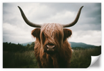 Open Field Highland Cow Wall Art