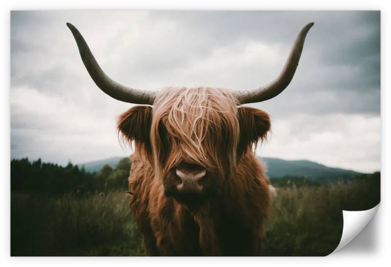 Open Field Highland Cow Wall Art