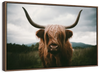 Open Field Highland Cow Wall Art