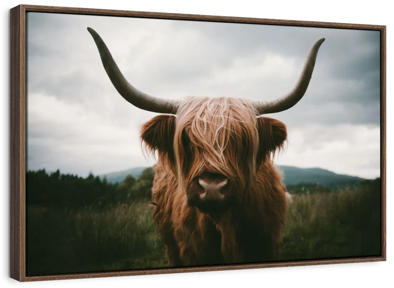 Open Field Highland Cow Wall Art