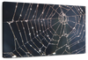 Spider Web Wall Art