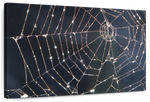 Spider Web Wall Art