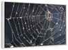 Spider Web Wall Art