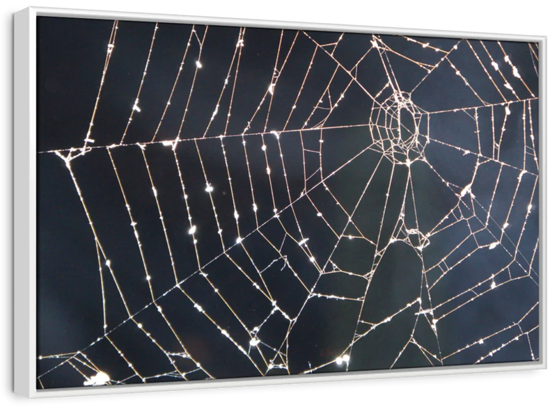 Spider Web Wall Art