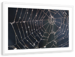 Spider Web Wall Art