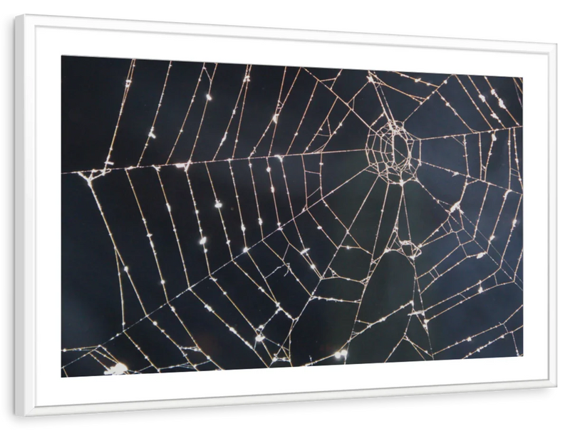 Spider Web Wall Art