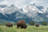 Grazing Teton Bison Wall Art