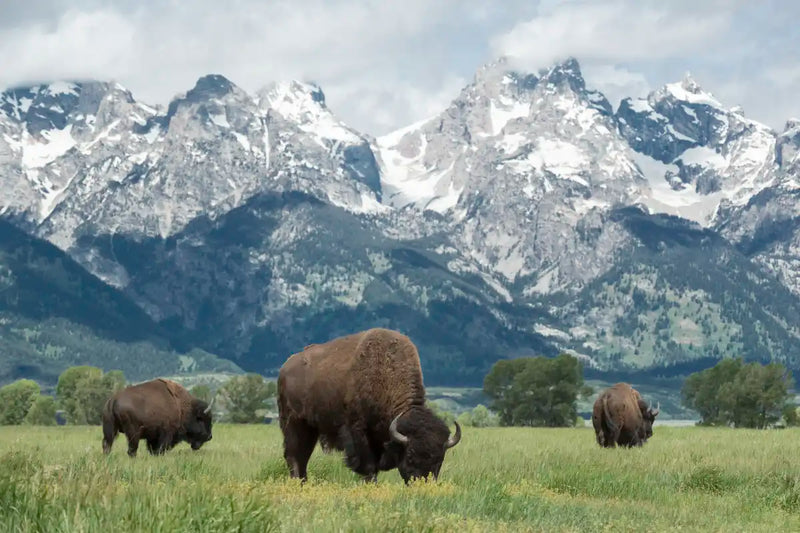 Grazing Teton Bison Wall Art