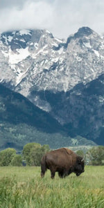 Grazing Teton Bison Wall Art