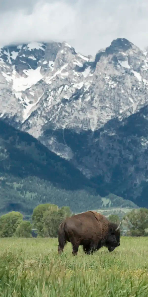 Grazing Teton Bison Wall Art