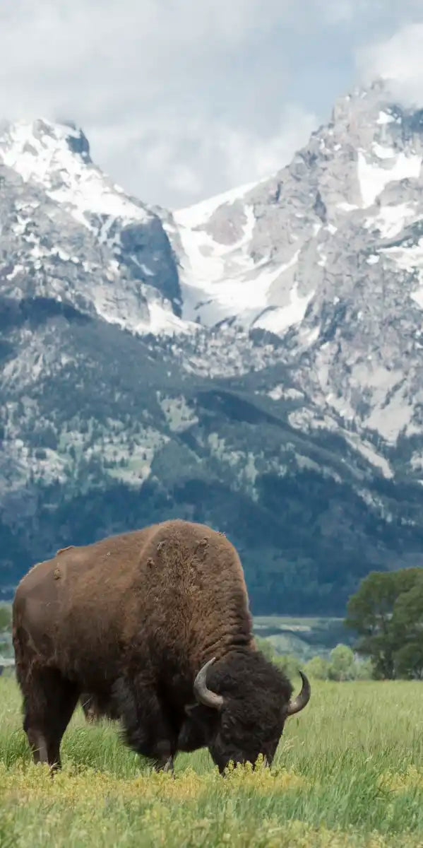 Grazing Teton Bison Wall Art