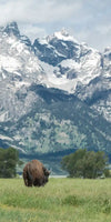 Grazing Teton Bison Wall Art