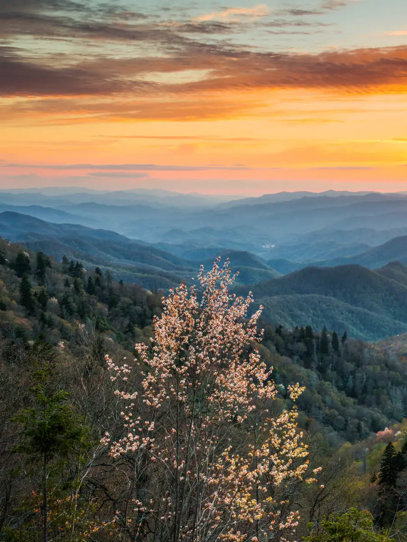 Great Smoky Mountains Sunrise Wall Art