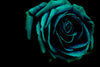 Green Flower Wall Art