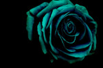 Green Flower Wall Art