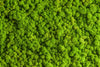 Green Reindeer Moss Wall Art