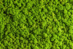 Green Reindeer Moss Wall Art