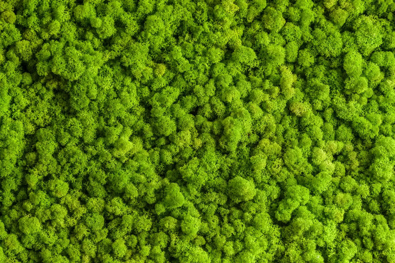 Green Reindeer Moss Wall Art