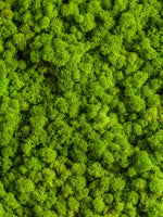 Green Reindeer Moss Wall Art